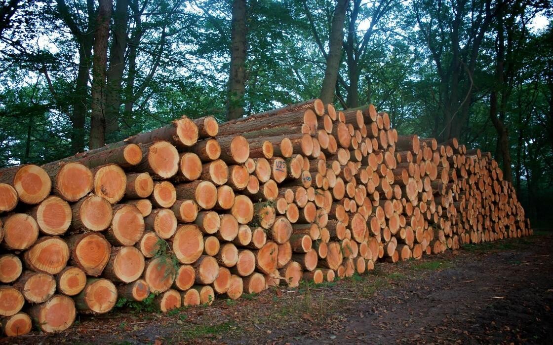 Images Explotaciones Forestales Lagarcia