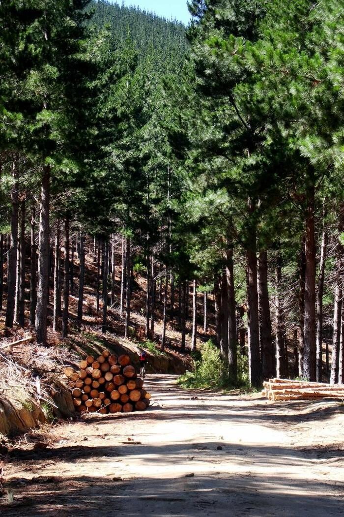 Images Explotaciones Forestales Lagarcia