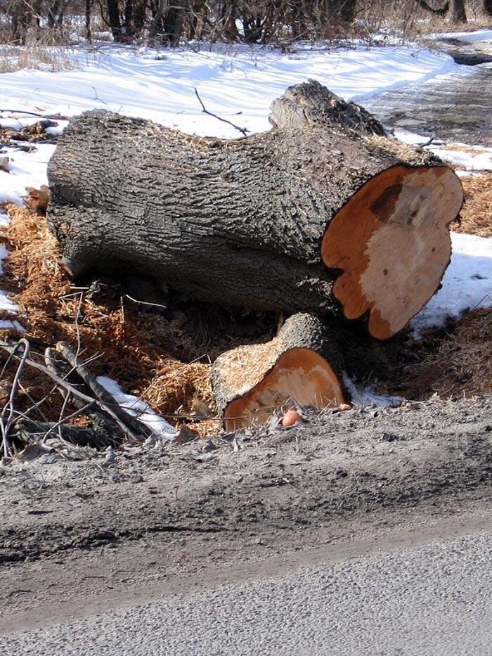 Images Explotaciones Forestales Lagarcia