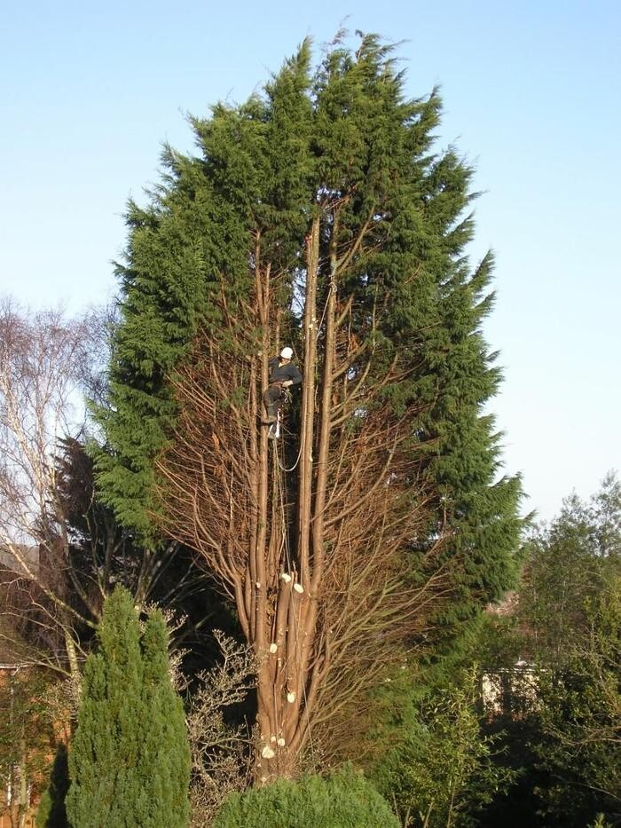 Images Explotaciones Forestales Lagarcia