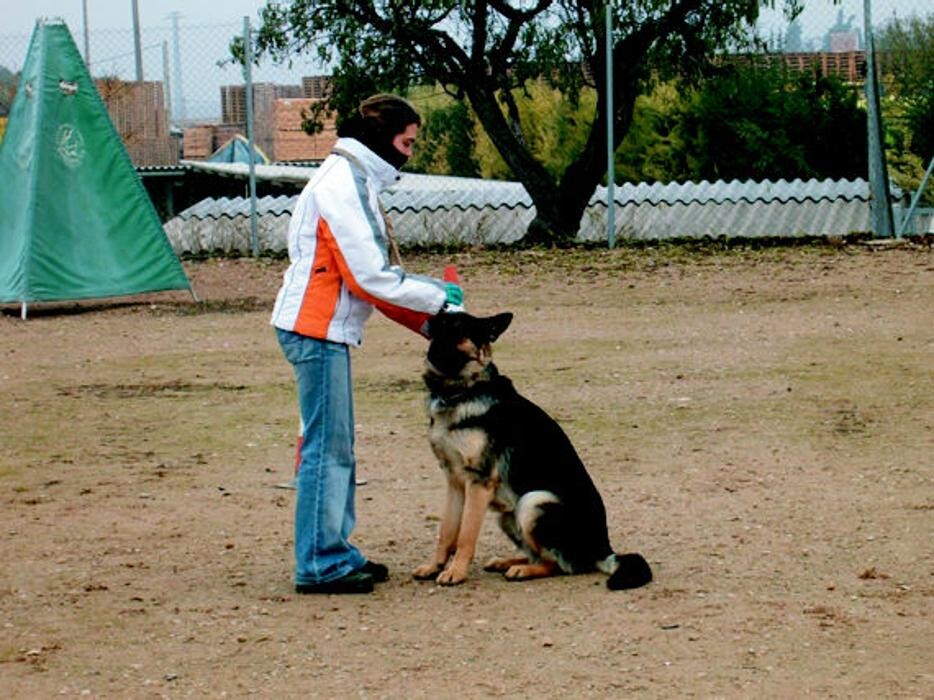 Images Borgescan Escuela y Residencia Canina