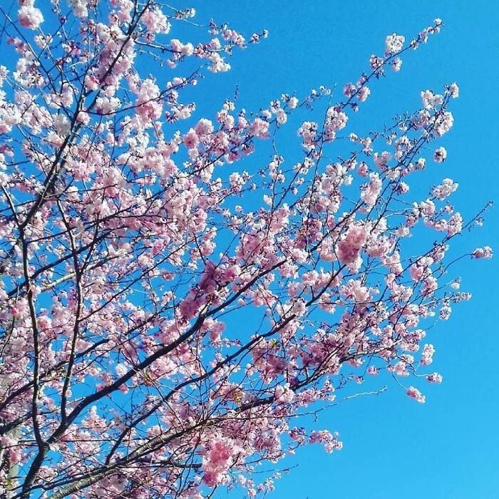 Images Viveiros Adoa, S.L. (Tameiga)