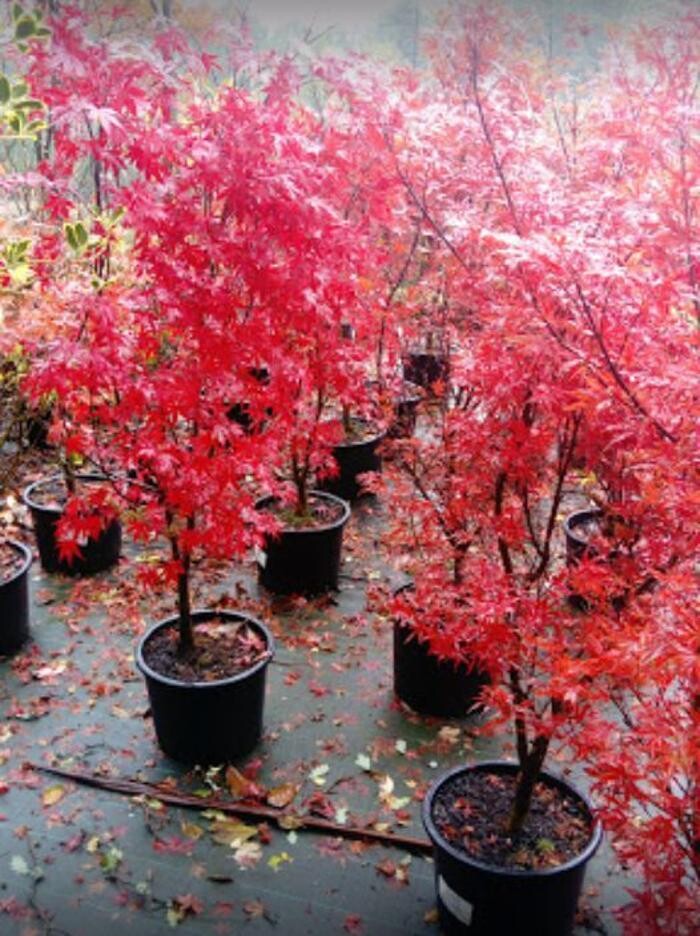 Images Viveiros Adoa, S.L. (Tameiga)