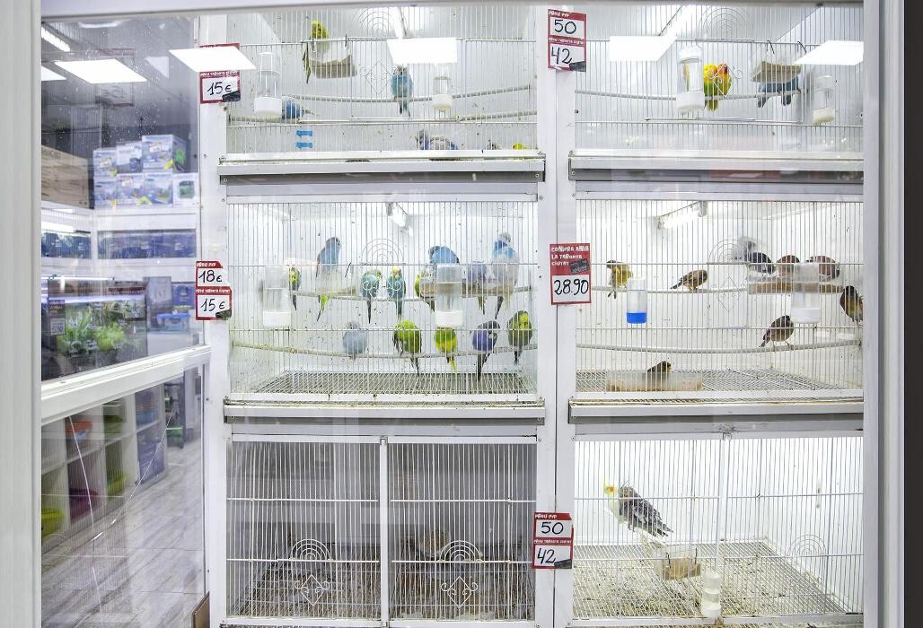 Images Més Que Gossos