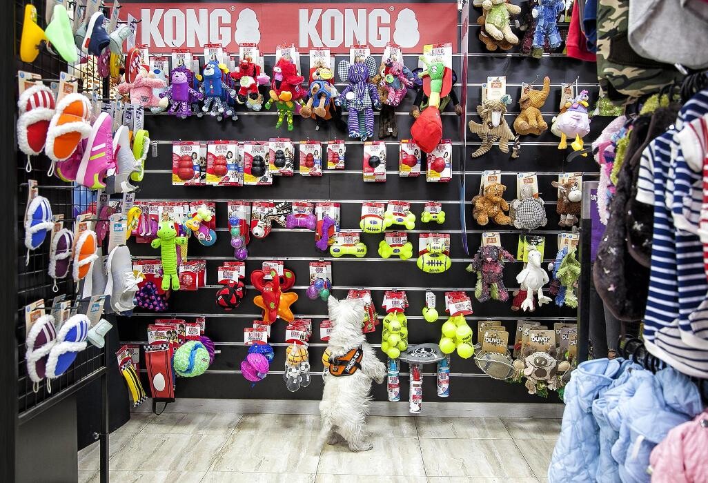 Images Més Que Gossos