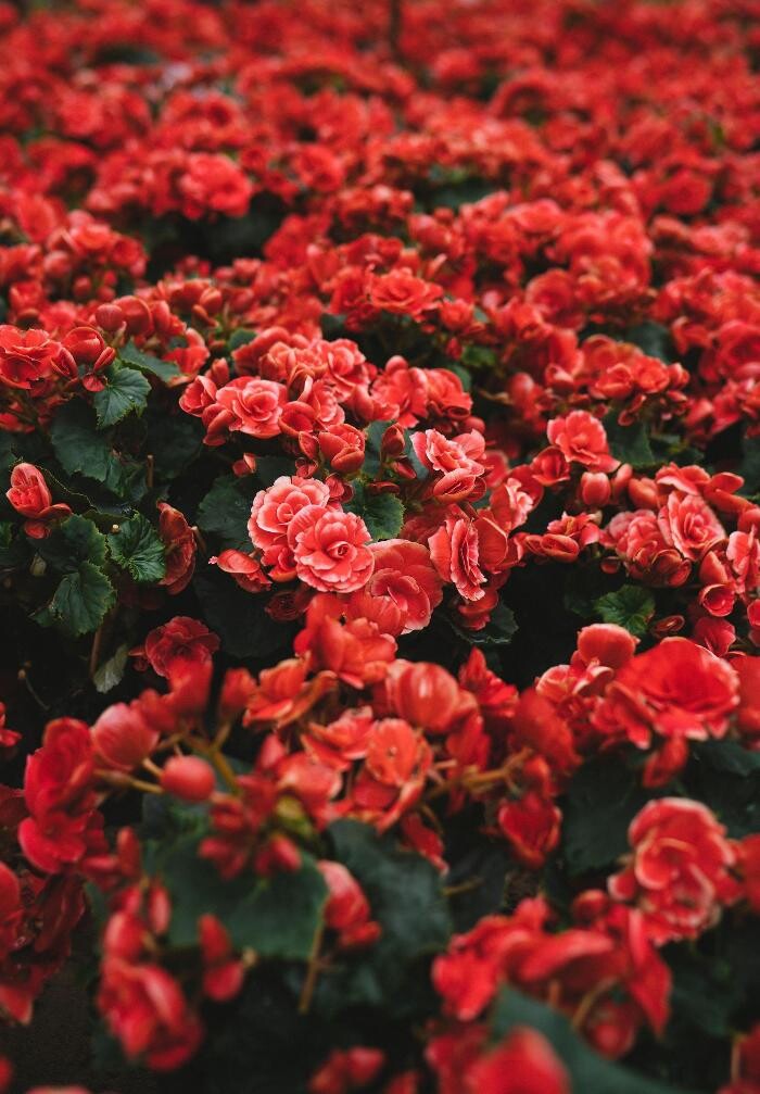 Images Floristería Rosas Rojas