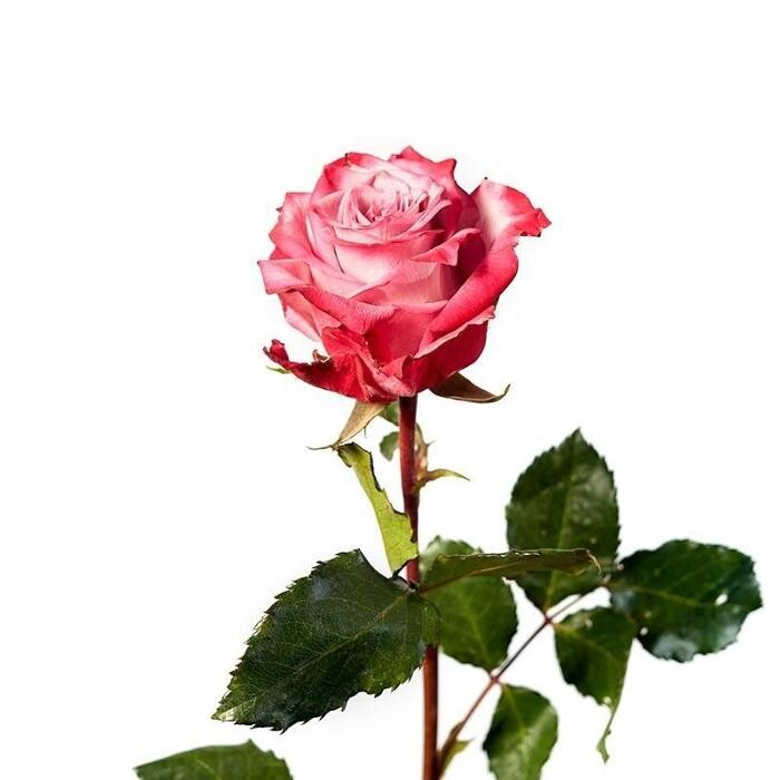 Images Floristería Rosas Rojas