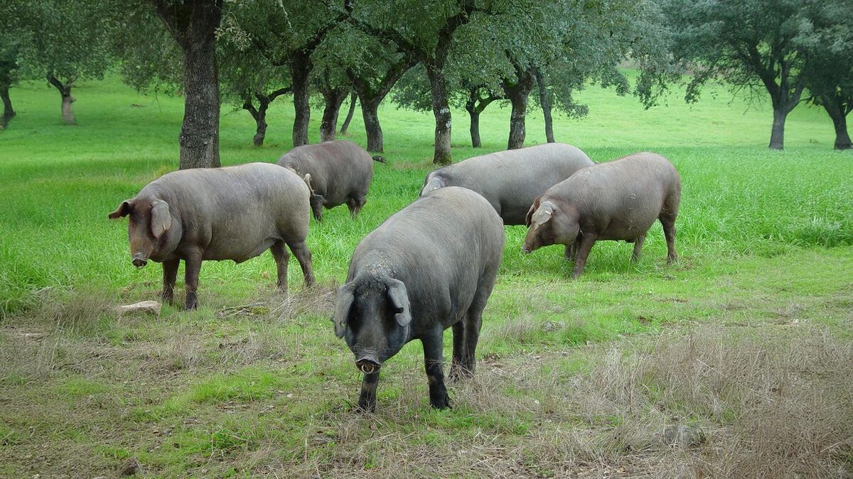 Images Carnicería Romero Espinosa