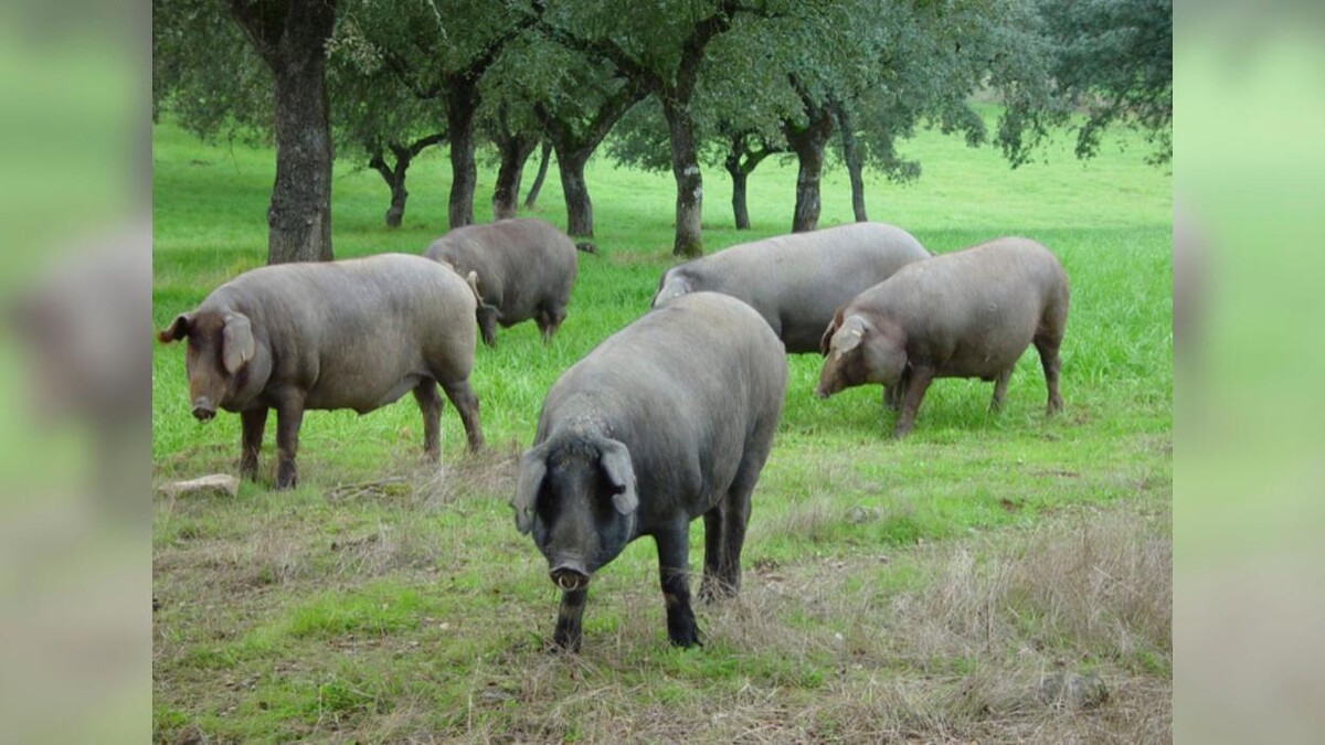 Images Carnicería Romero Espinosa