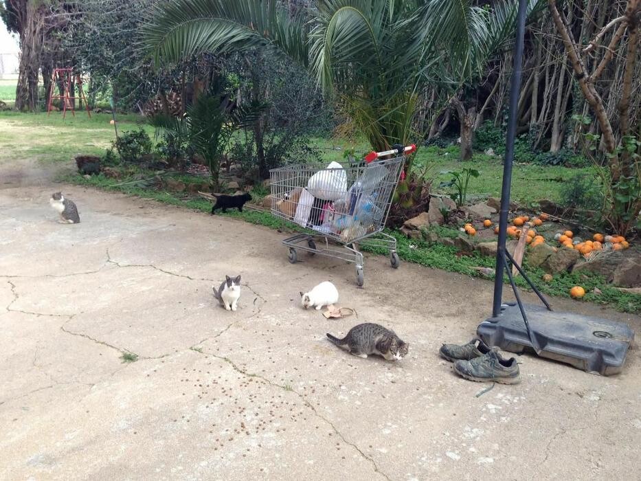 Images Clínica Veterinaria Rosvet