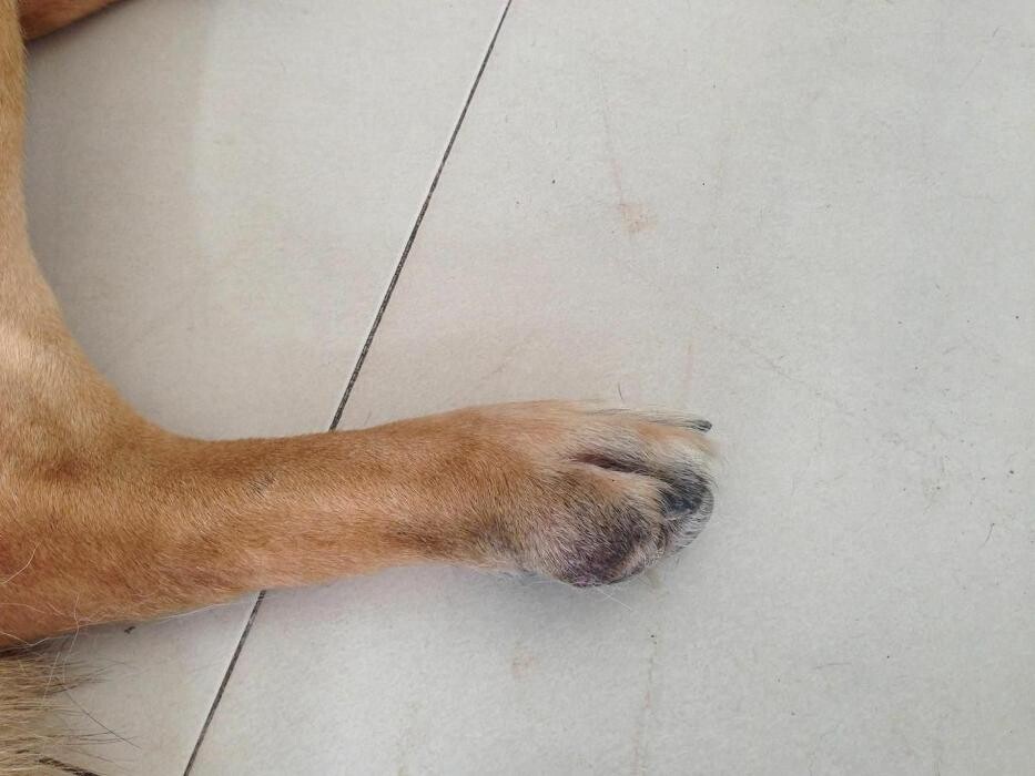 Images Clínica Veterinaria Rosvet