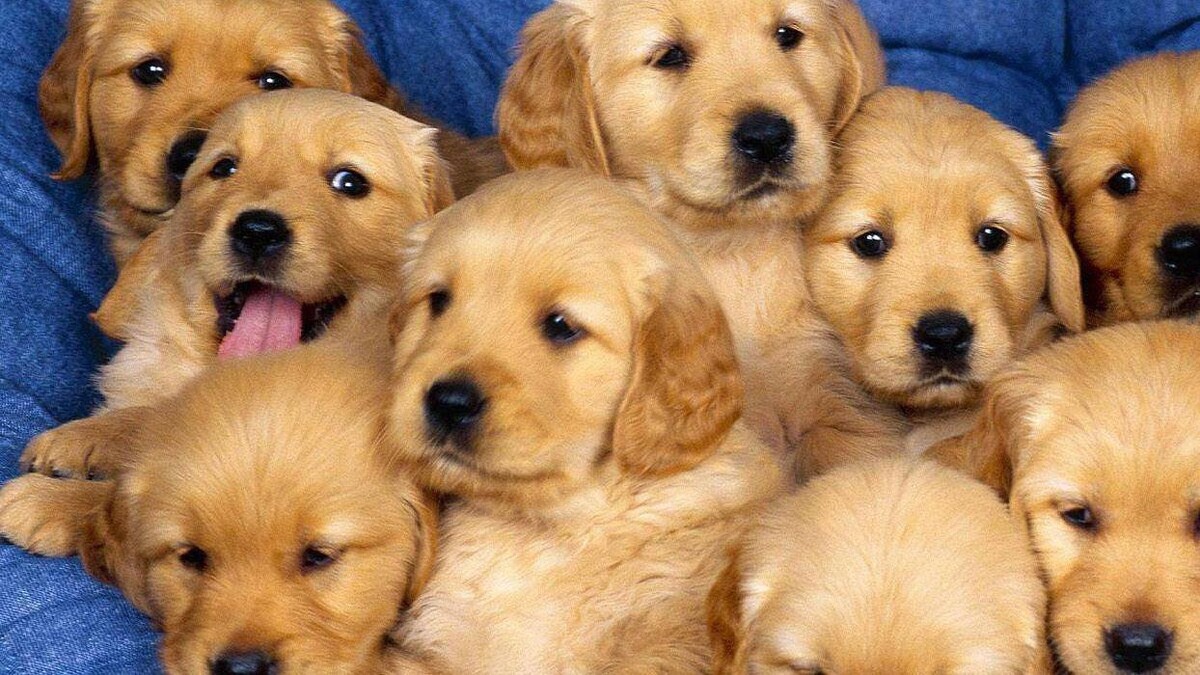Images Clínica Veterinaria Rosvet