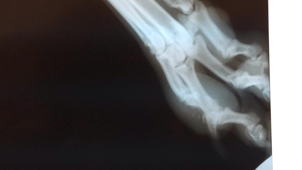 Images Clínica Veterinaria Rosvet