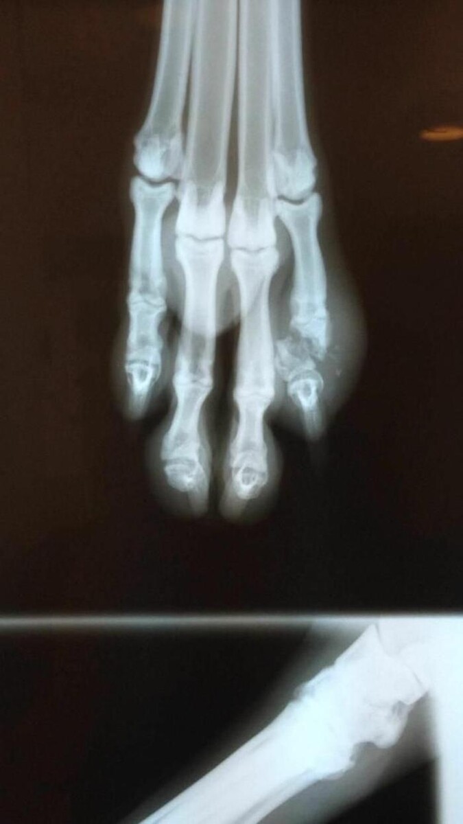 Images Clínica Veterinaria Rosvet