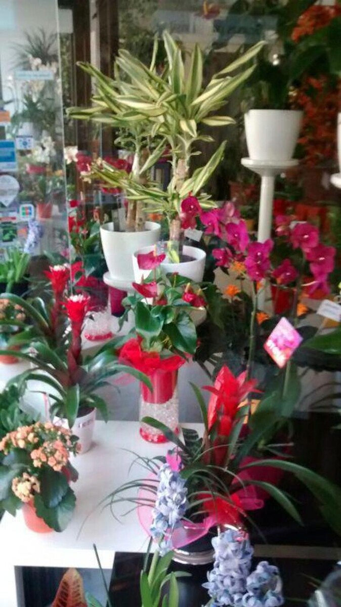 Images Floristas San Isidro José