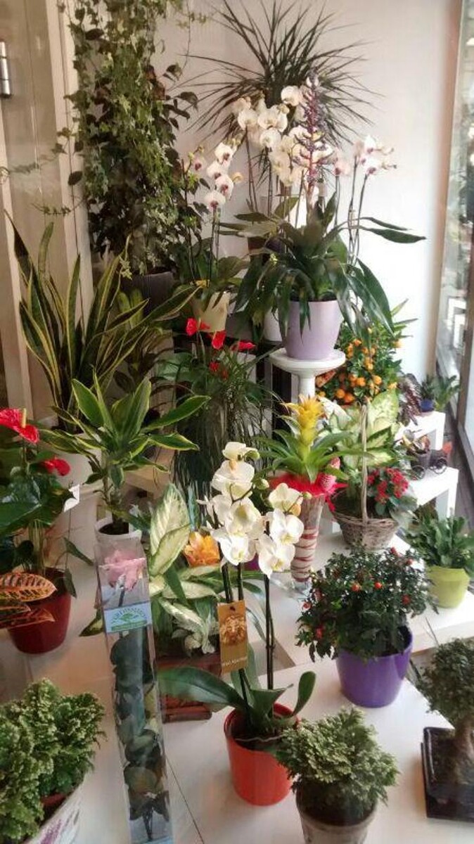 Images Floristas San Isidro José