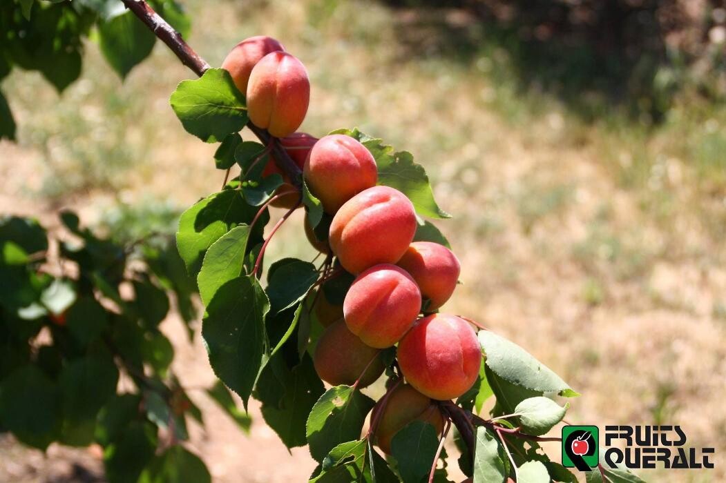 Images Fruits Queralt