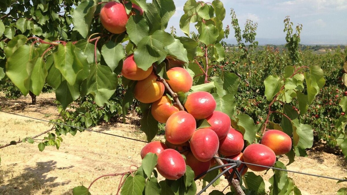 Images Fruits Queralt