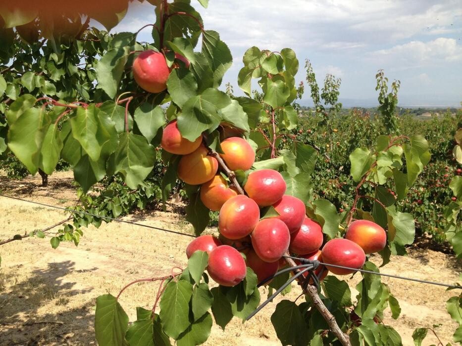 Images Fruits Queralt