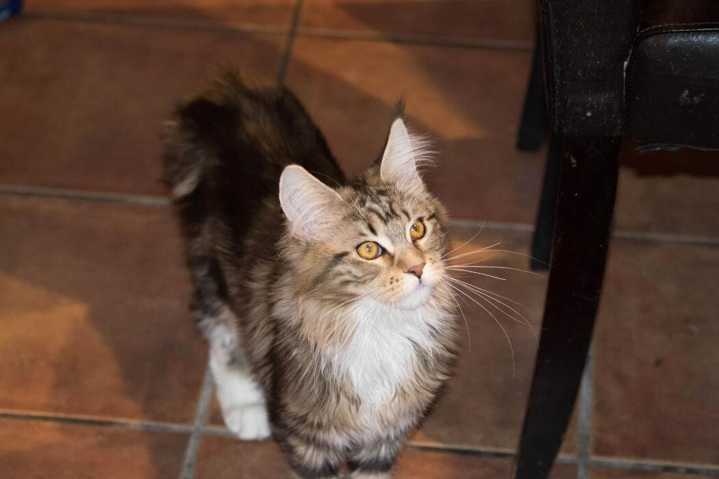 Images Turdillencs - Venta de gatos Maine Coon