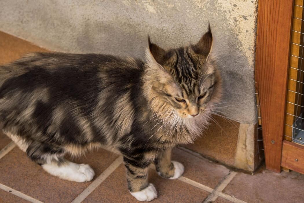 Images Turdillencs - Venta de gatos Maine Coon