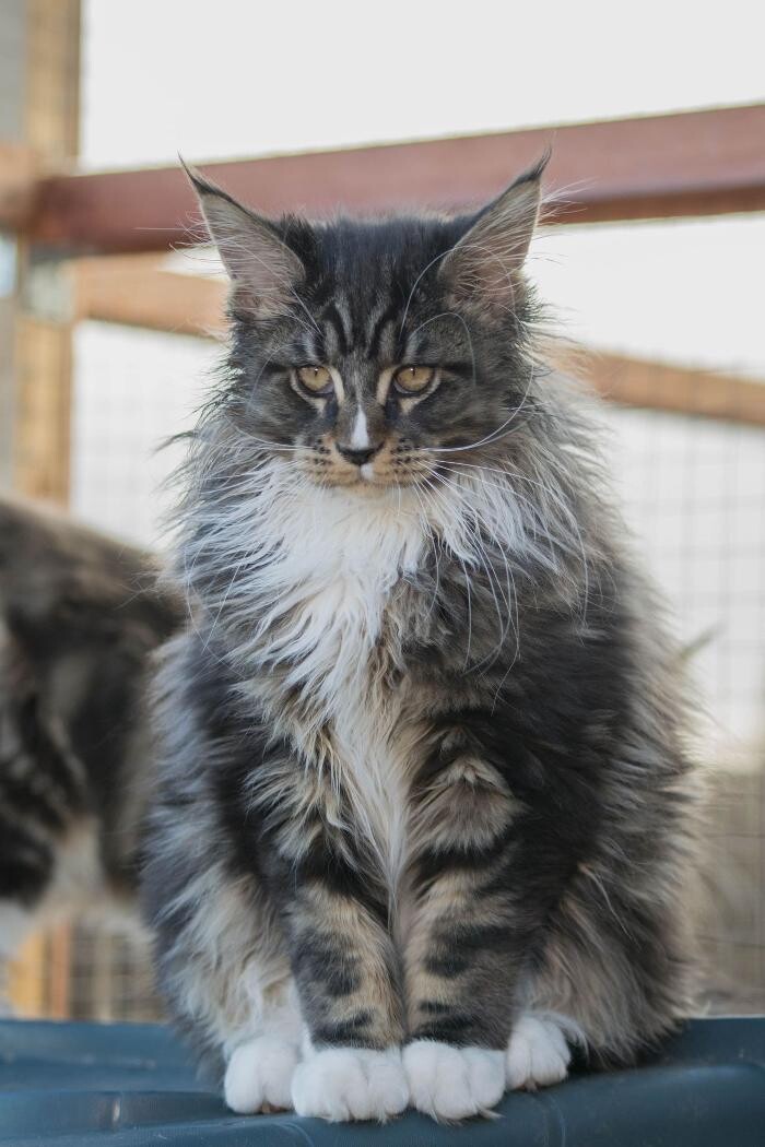 Images Turdillencs - Venta de gatos Maine Coon