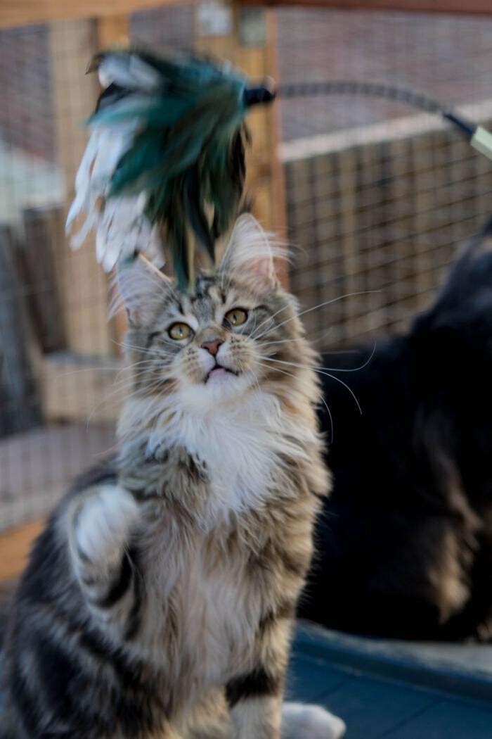 Images Turdillencs - Venta de gatos Maine Coon