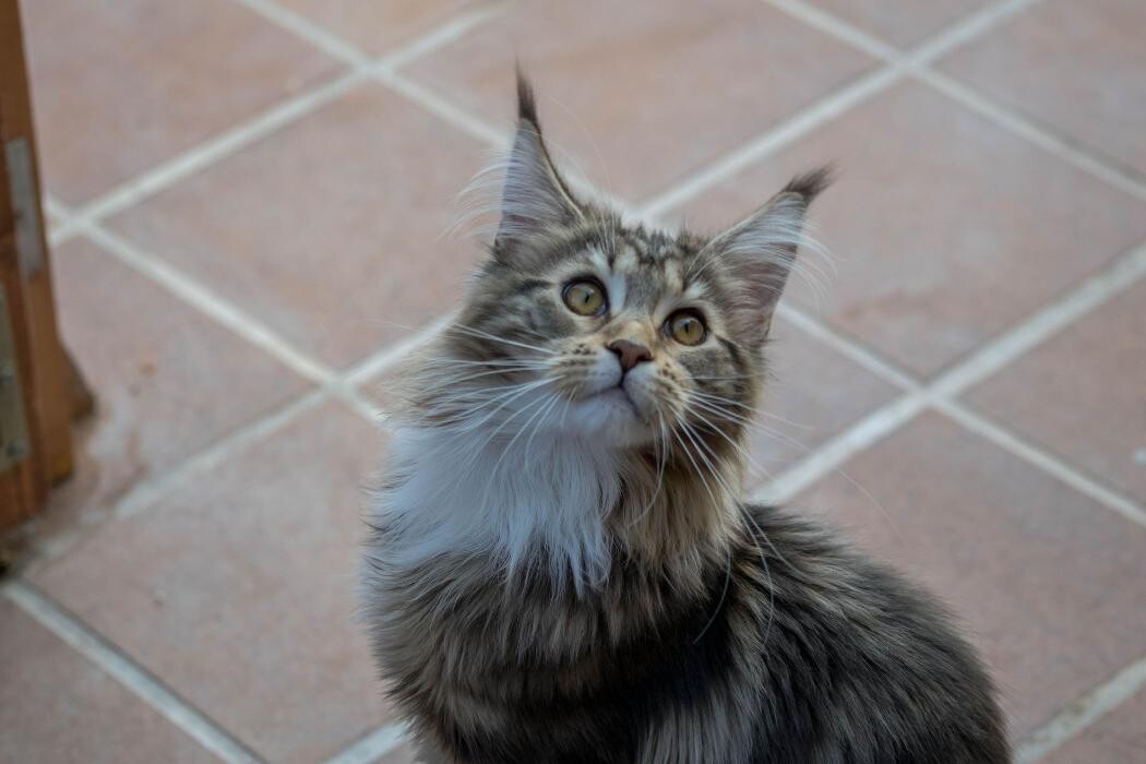 Images Turdillencs - Venta de gatos Maine Coon