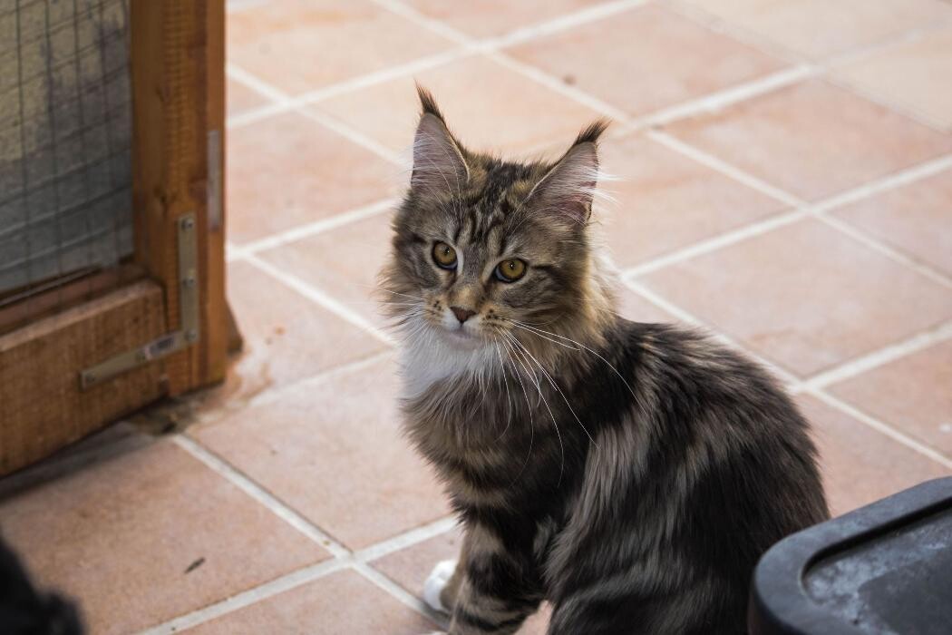 Images Turdillencs - Venta de gatos Maine Coon