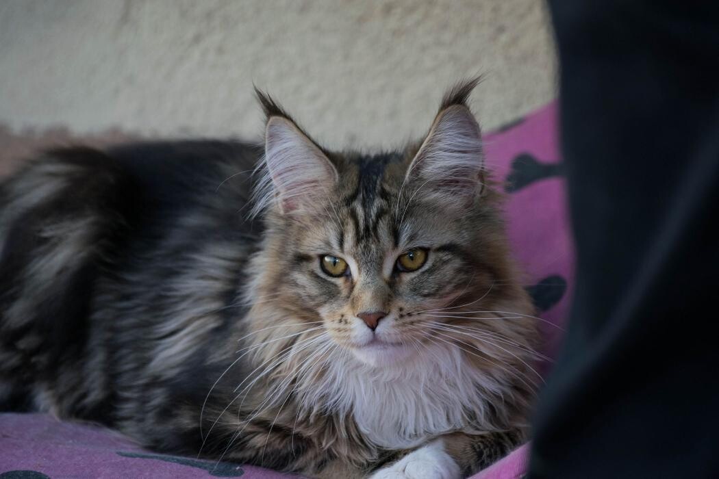 Images Turdillencs - Venta de gatos Maine Coon