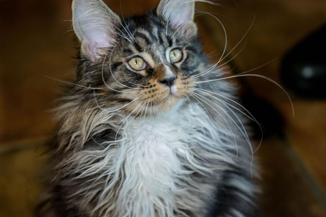 Images Turdillencs - Venta de gatos Maine Coon