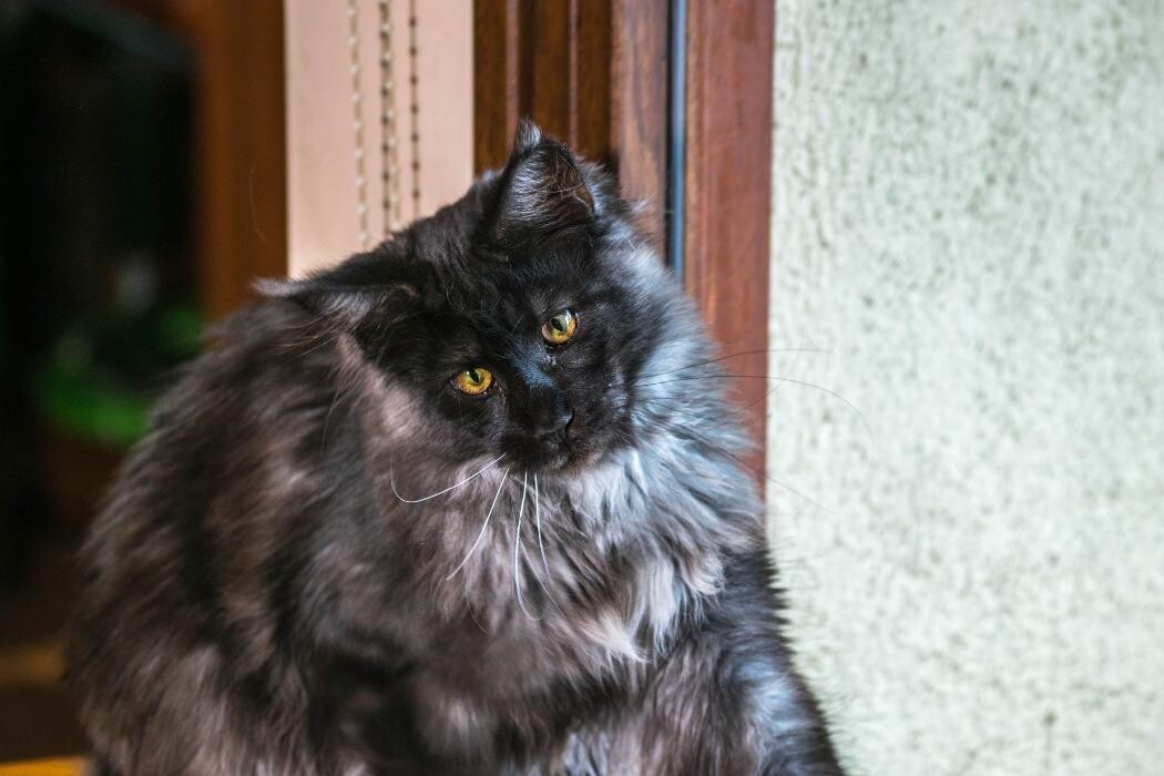 Images Turdillencs - Venta de gatos Maine Coon