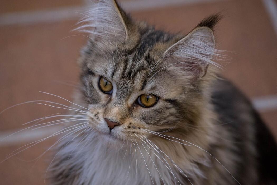 Images Turdillencs - Venta de gatos Maine Coon