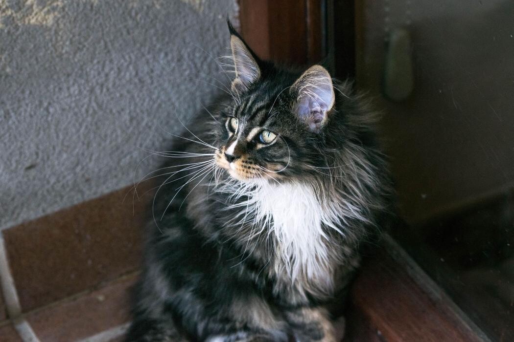 Images Turdillencs - Venta de gatos Maine Coon