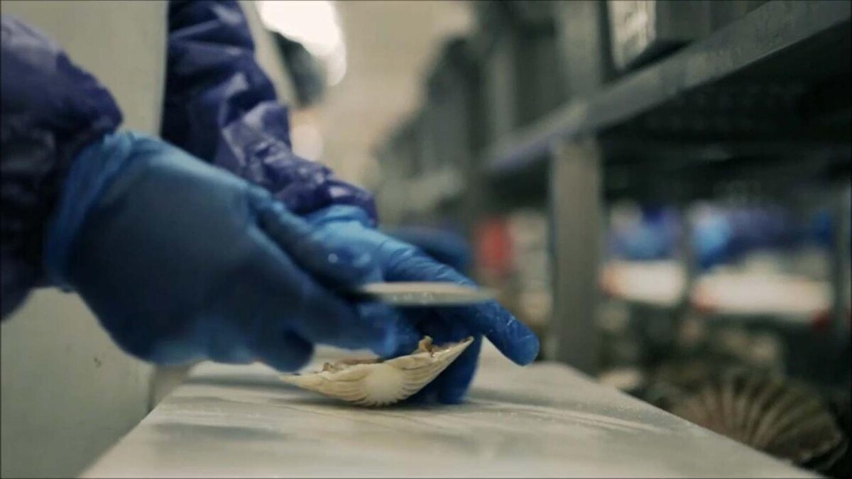 Images Whitelink Seafood Limited