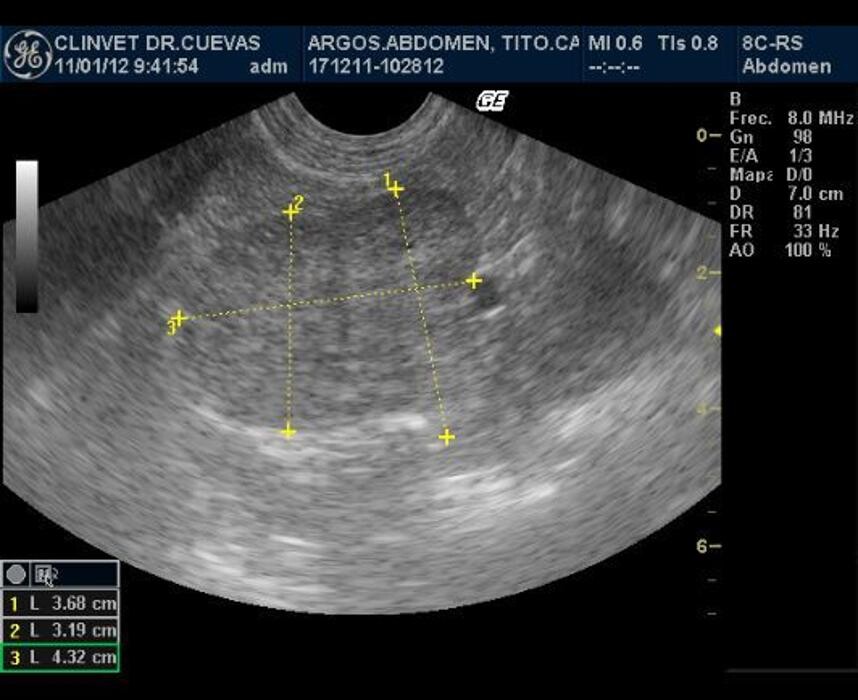 Images Argos Clínica Veterinaria