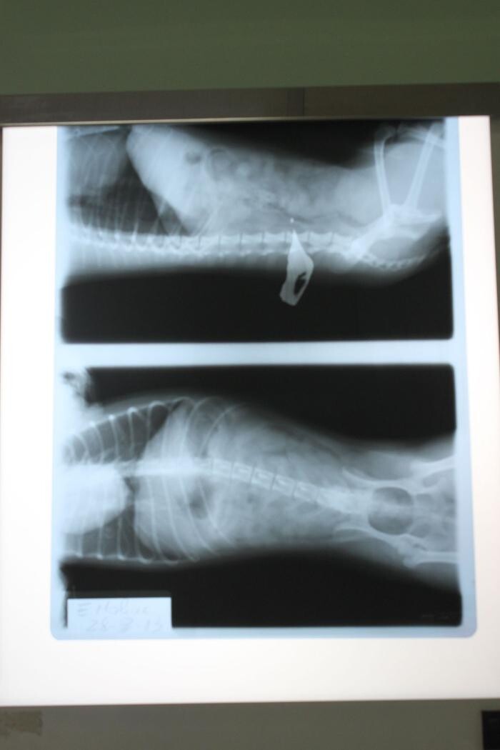 Images Argos Clínica Veterinaria