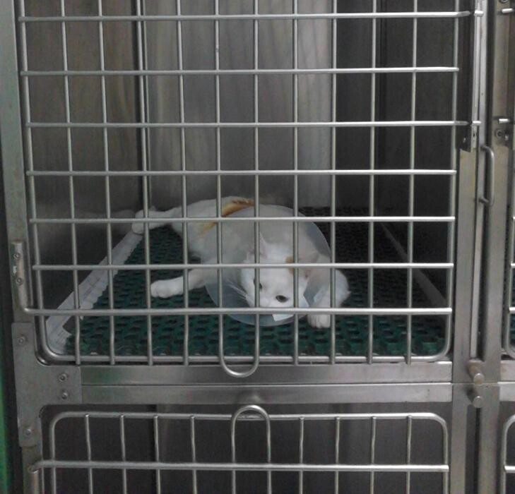 Images Argos Clínica Veterinaria