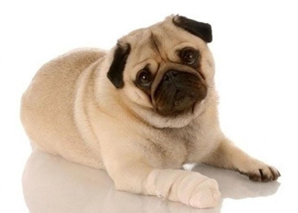 Images Argos Clínica Veterinaria