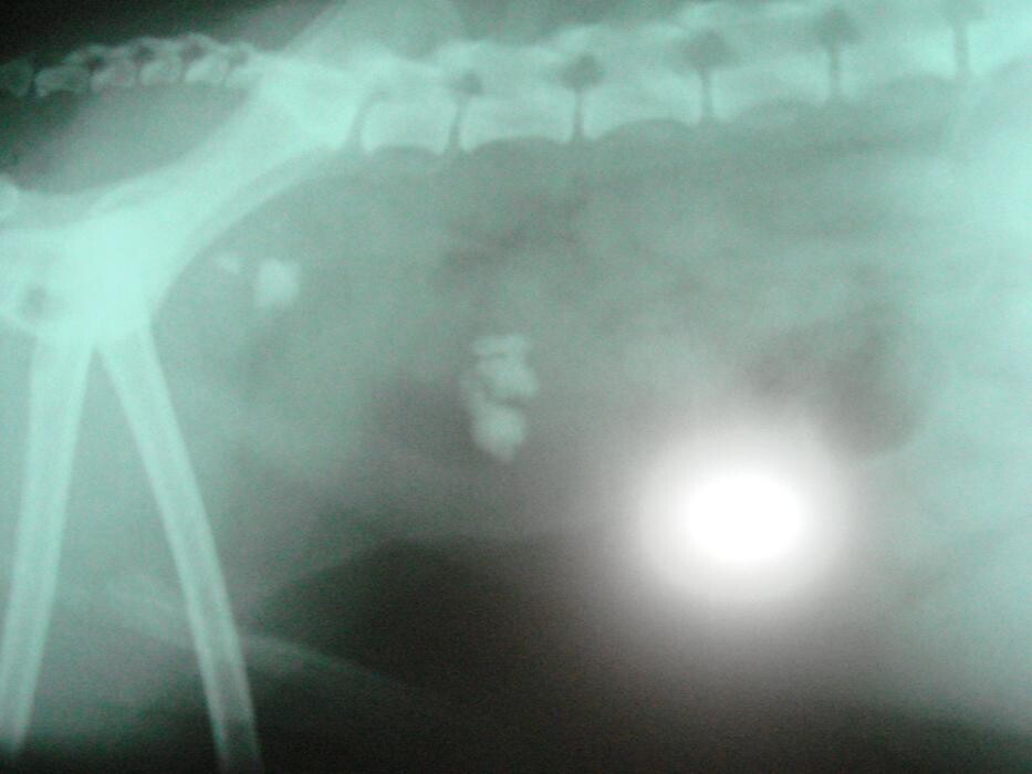 Images Argos Clínica Veterinaria