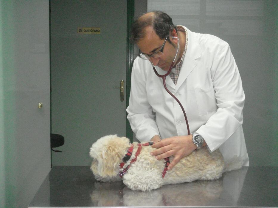 Images Argos Clínica Veterinaria