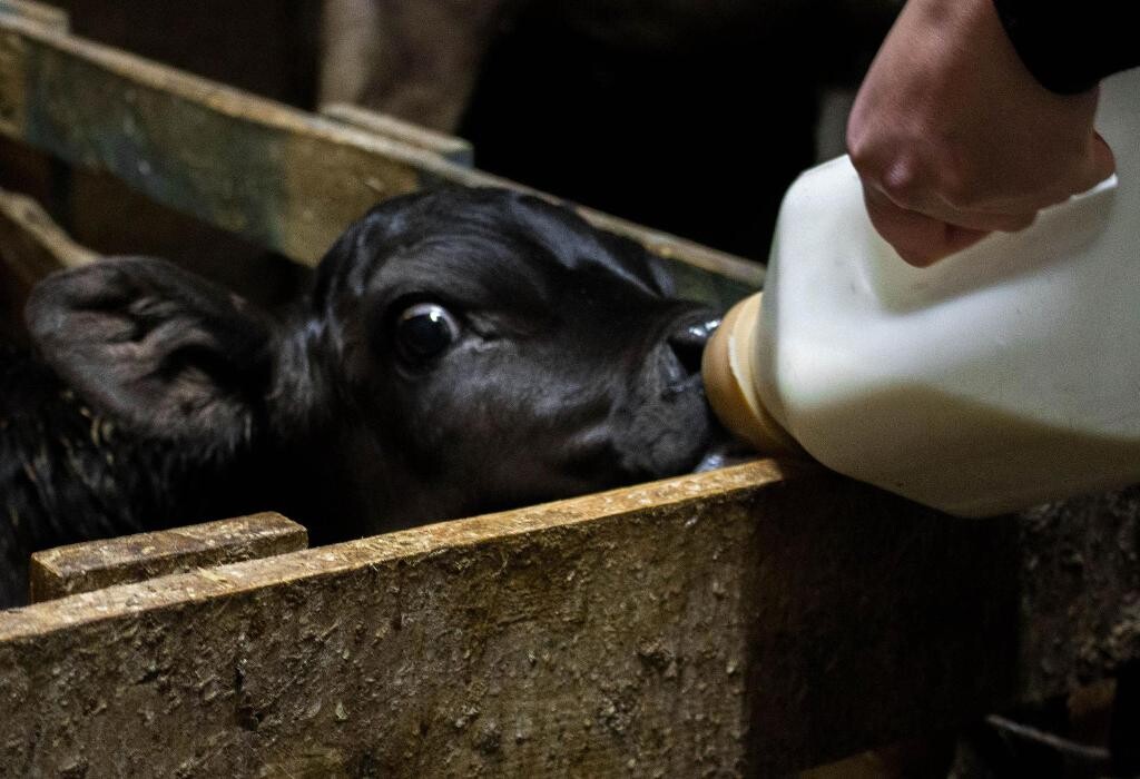 Images Quesería Francisco Bada C.B.