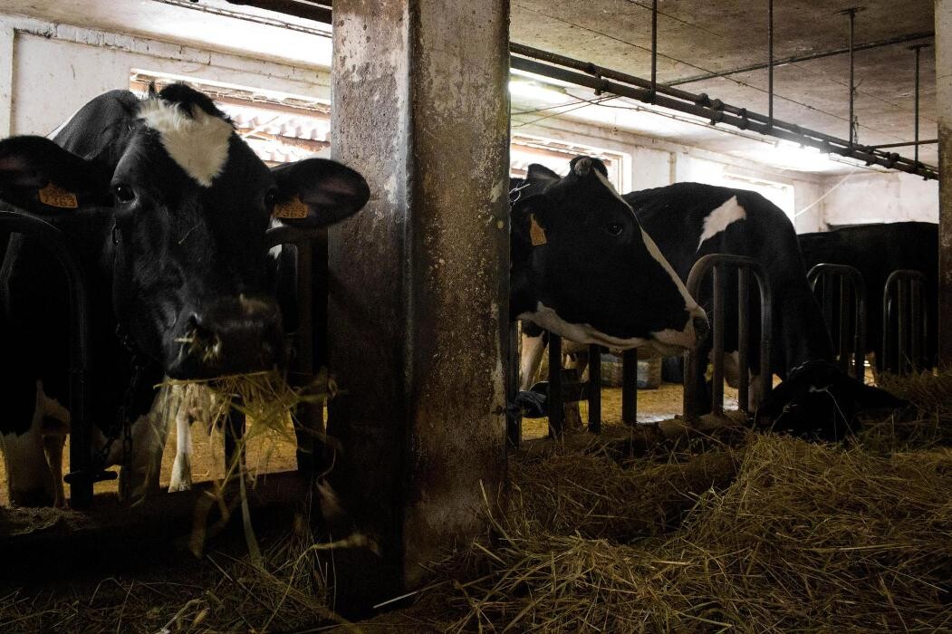 Images Quesería Francisco Bada C.B.