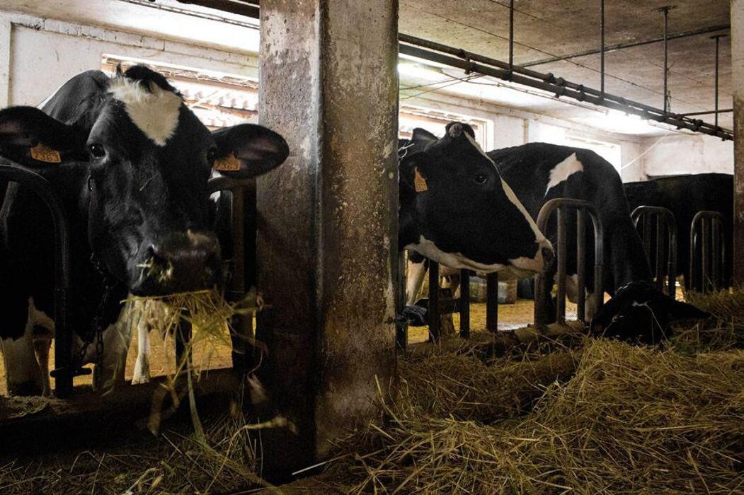 Images Quesería Francisco Bada C.B.