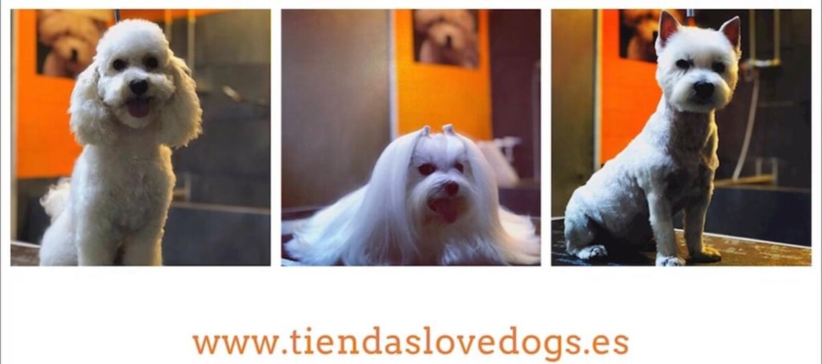 Images Lovedogs