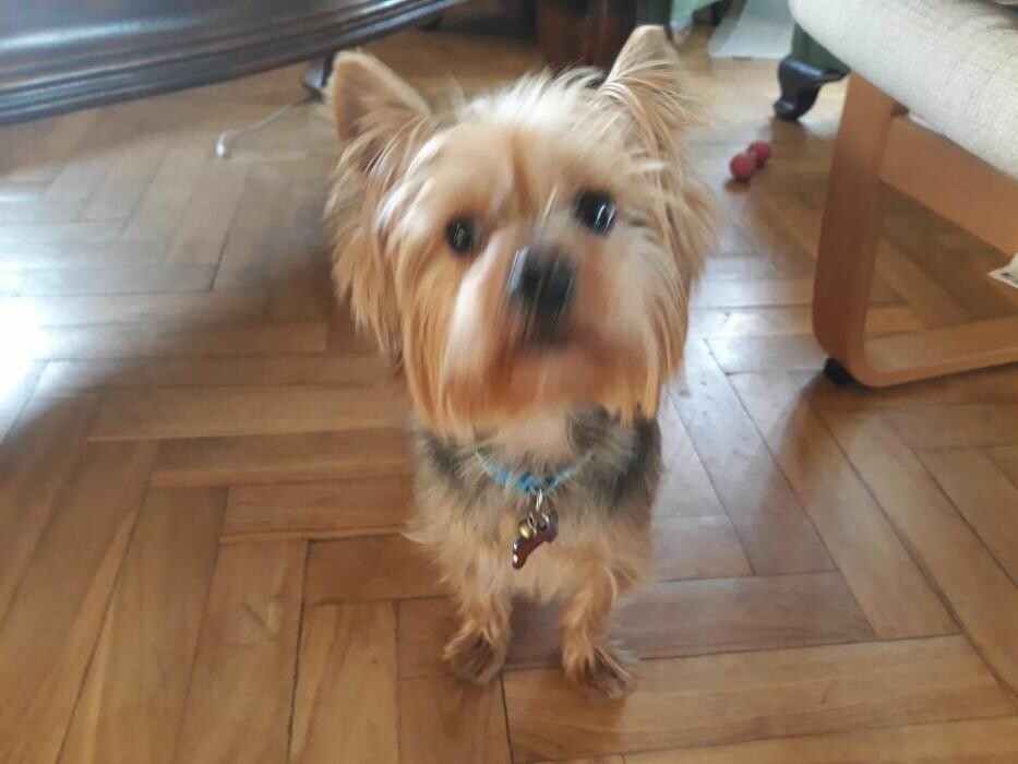 Images Residencia Canina San Bernardo