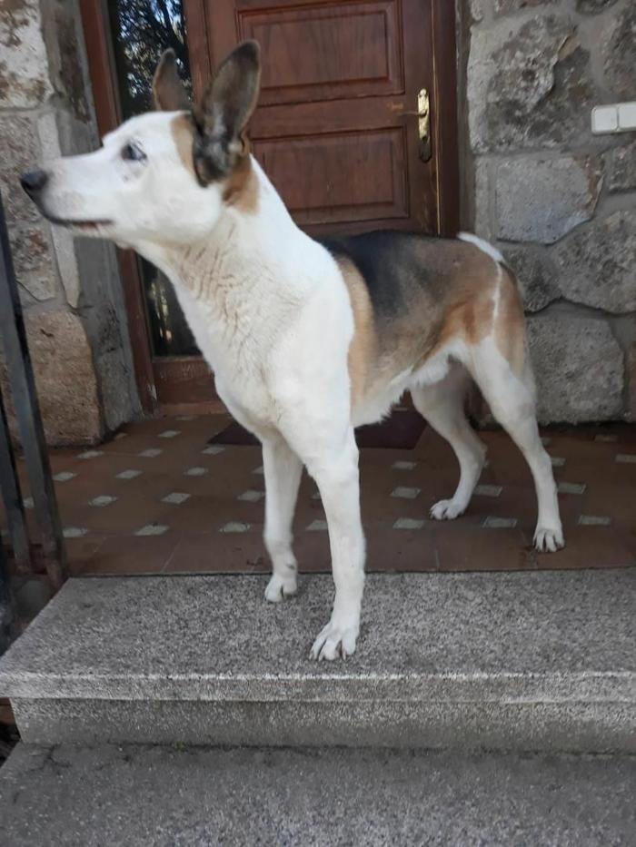 Images Residencia Canina San Bernardo
