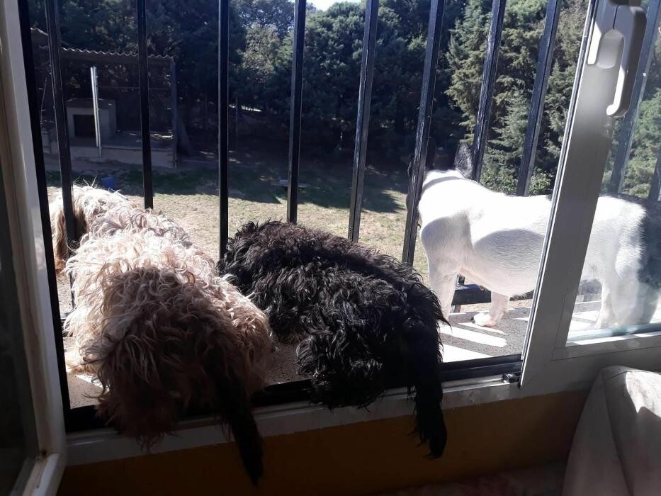 Images Residencia Canina San Bernardo