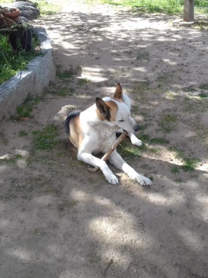 Images Residencia Canina San Bernardo