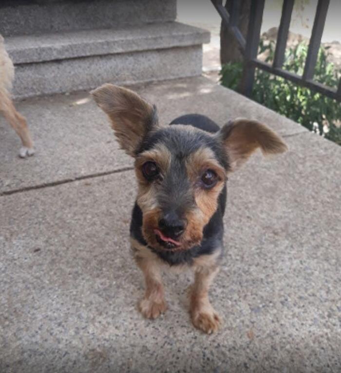 Images Residencia Canina San Bernardo